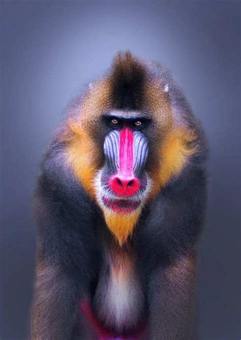 Mandrill M